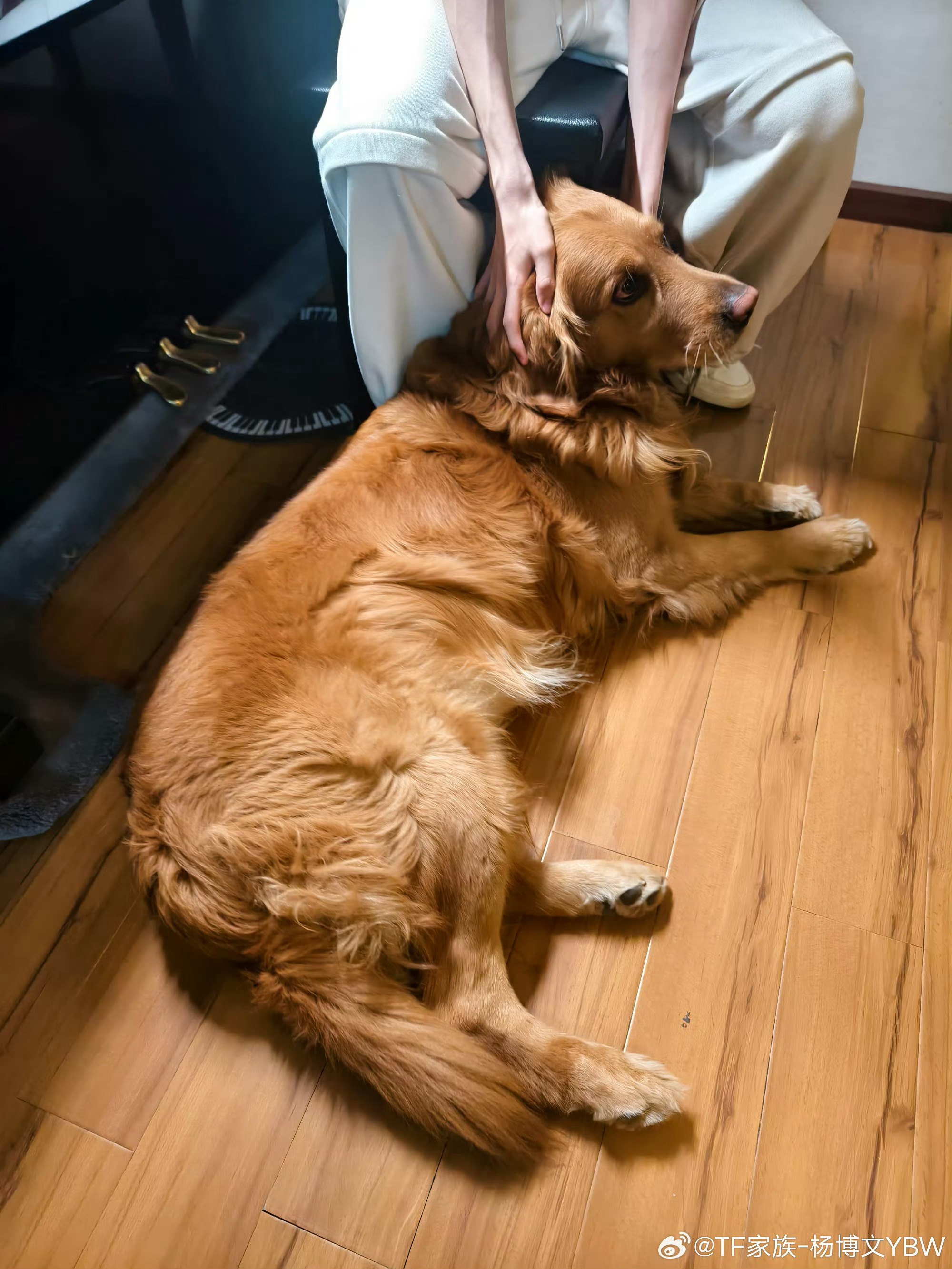 杨博文晒狗少年与小狗，画面软乎乎的，温柔又治愈，心都化了