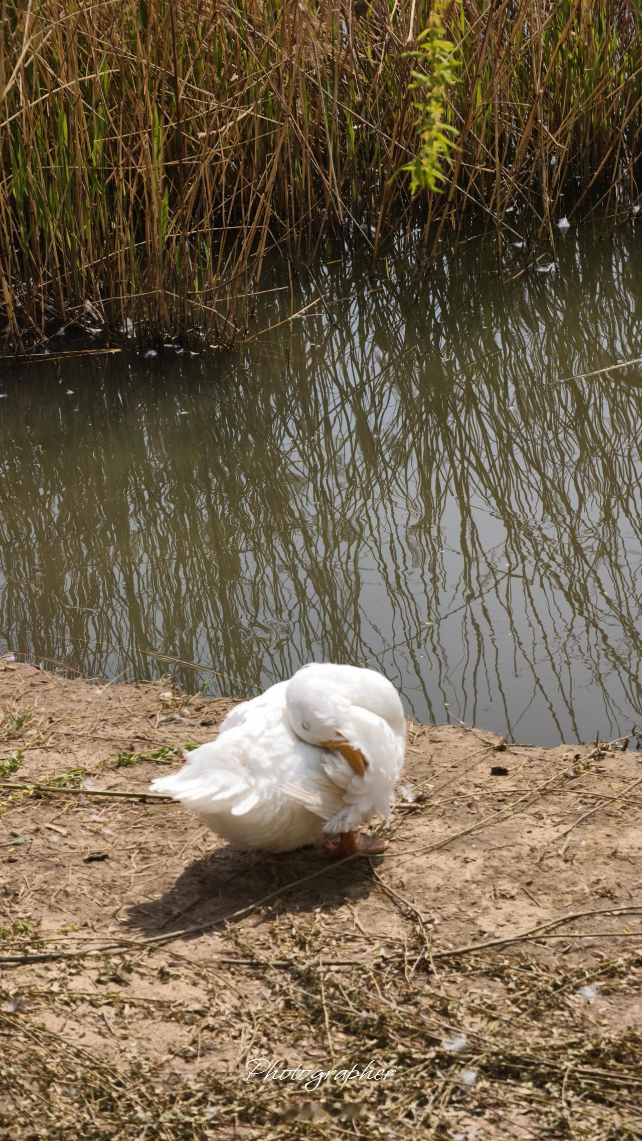 德州的怀抱中，长河公园如一轴缓缓展开的画卷。

走近湖边，碧波荡漾的水面在阳光下