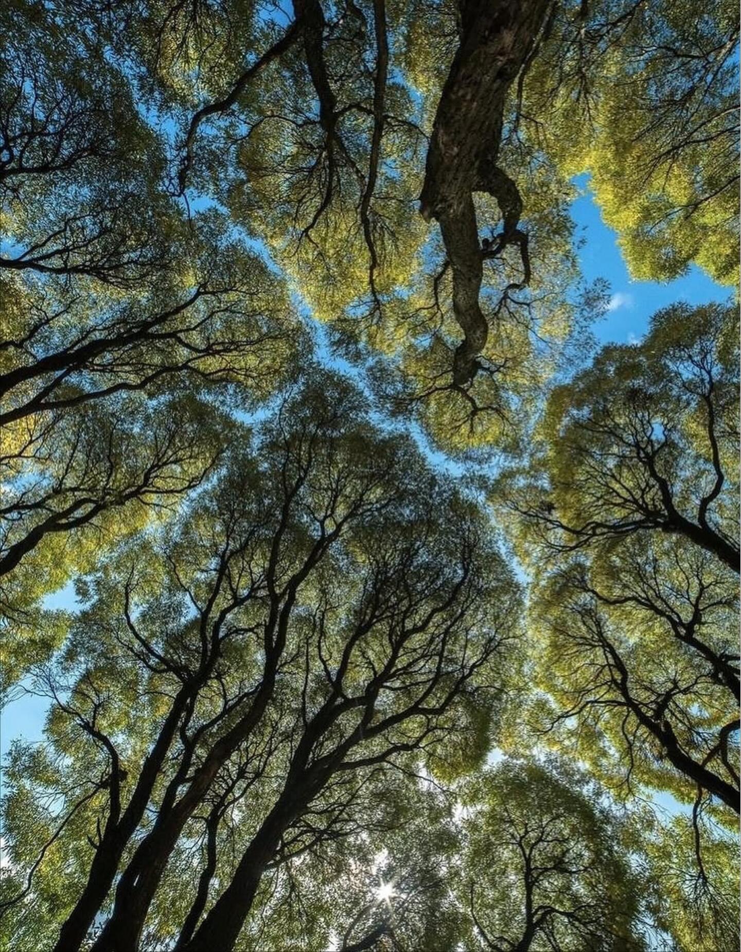 树是另一种意义上的海 