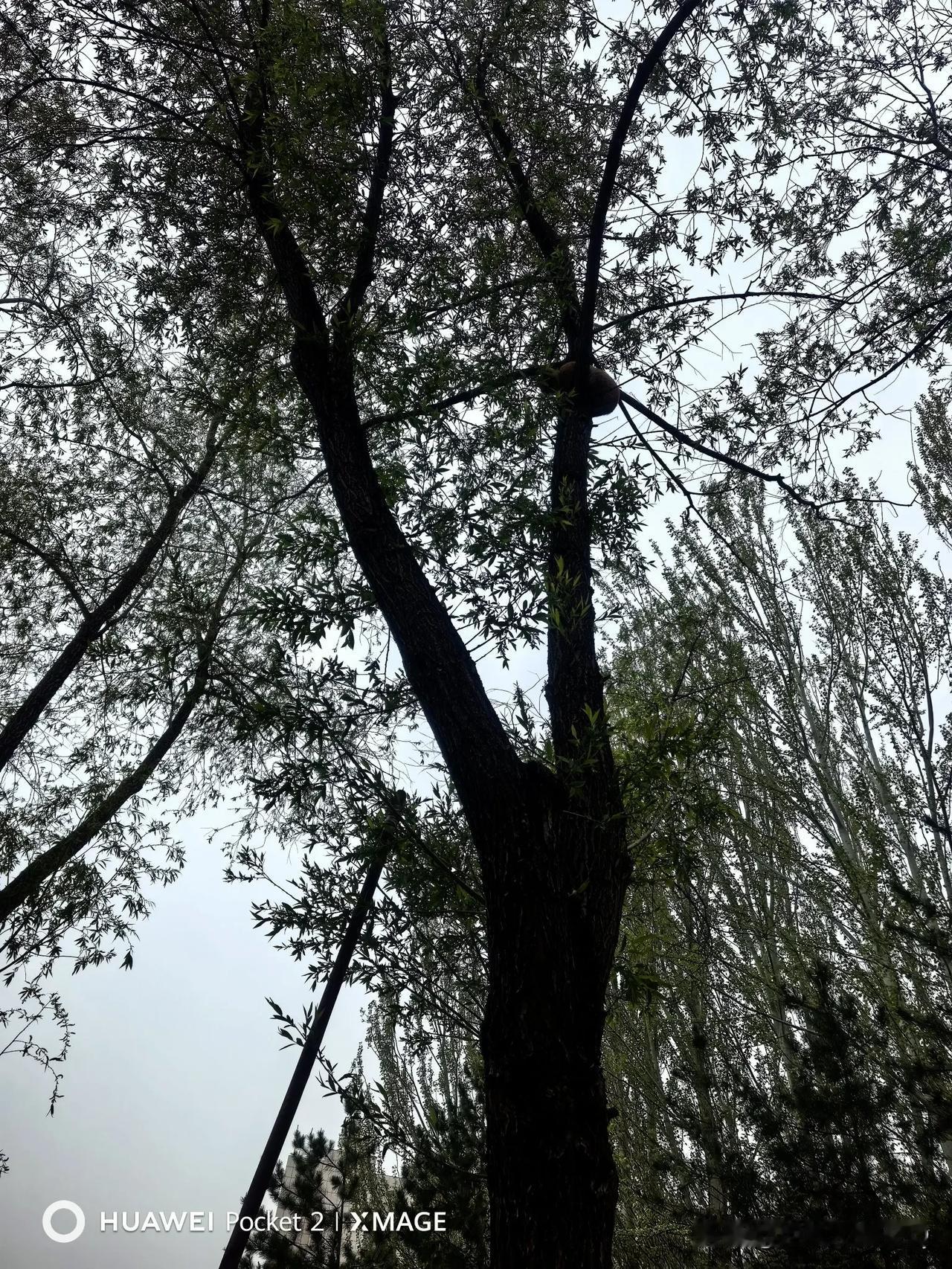 今天早上六点半，我们去康巴什中医医院后面的小公园带孩子背诵。刚下车就听到了猫咪的