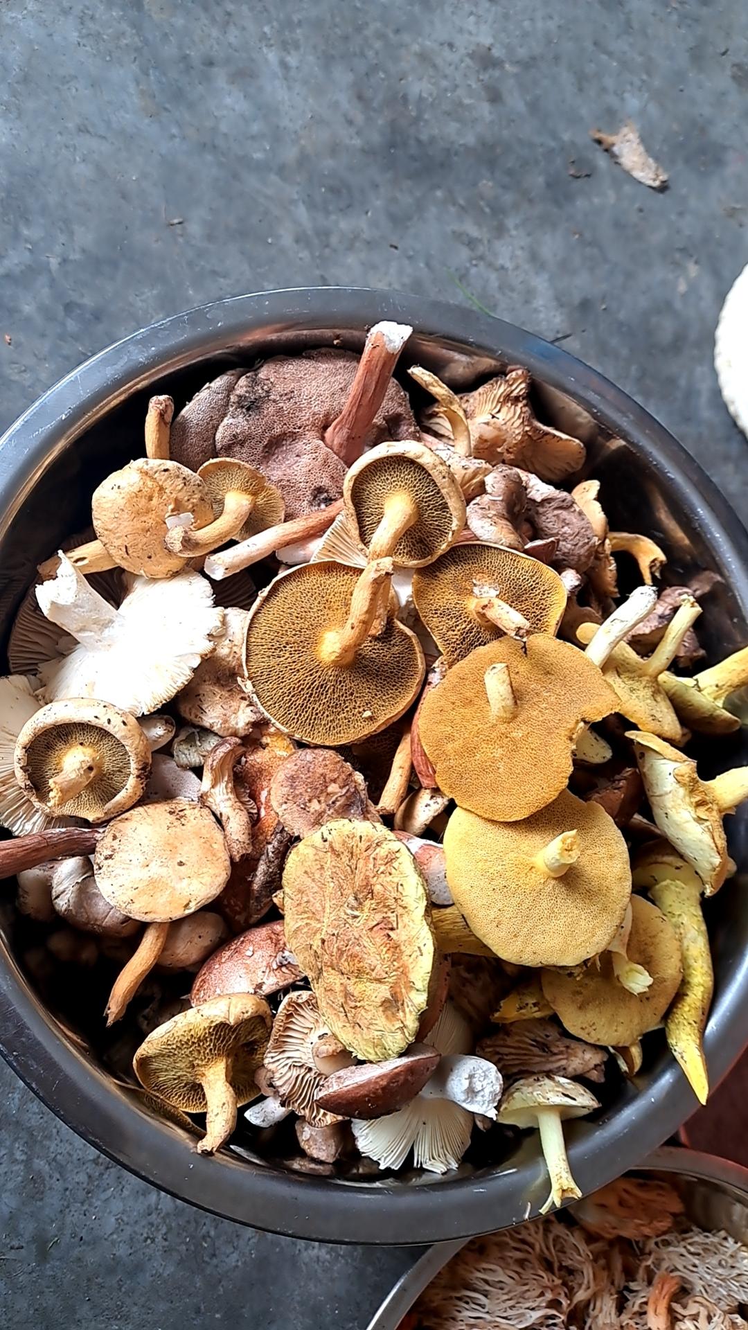 在捡蘑菇的路上来来往往！真的，捡蘑菇是有瘾的。不信来试试！