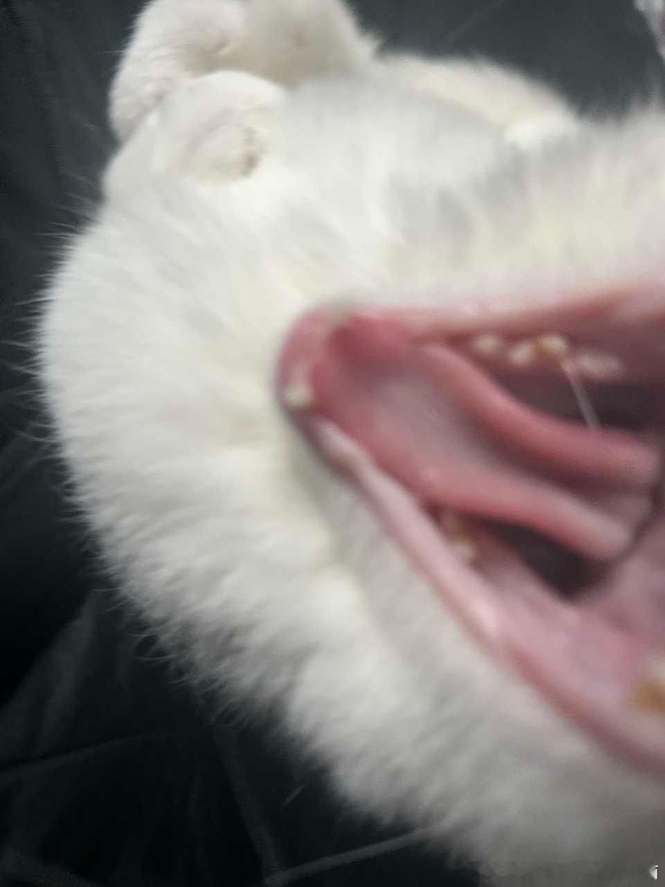 49149【丑猫】猫盆大口 