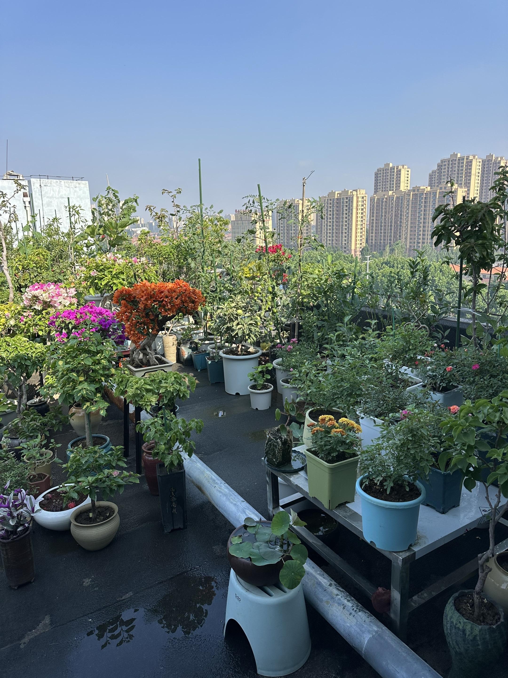 我的花园