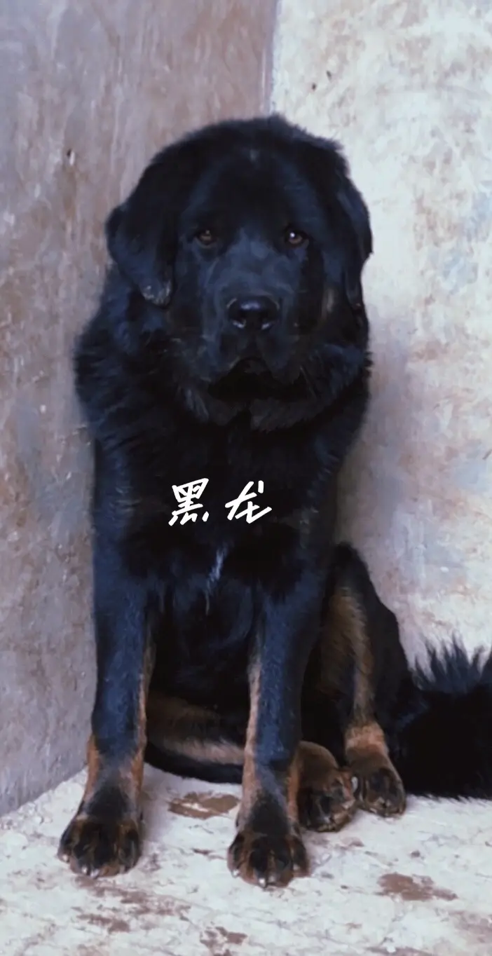 小公獒黑龙的脱变。