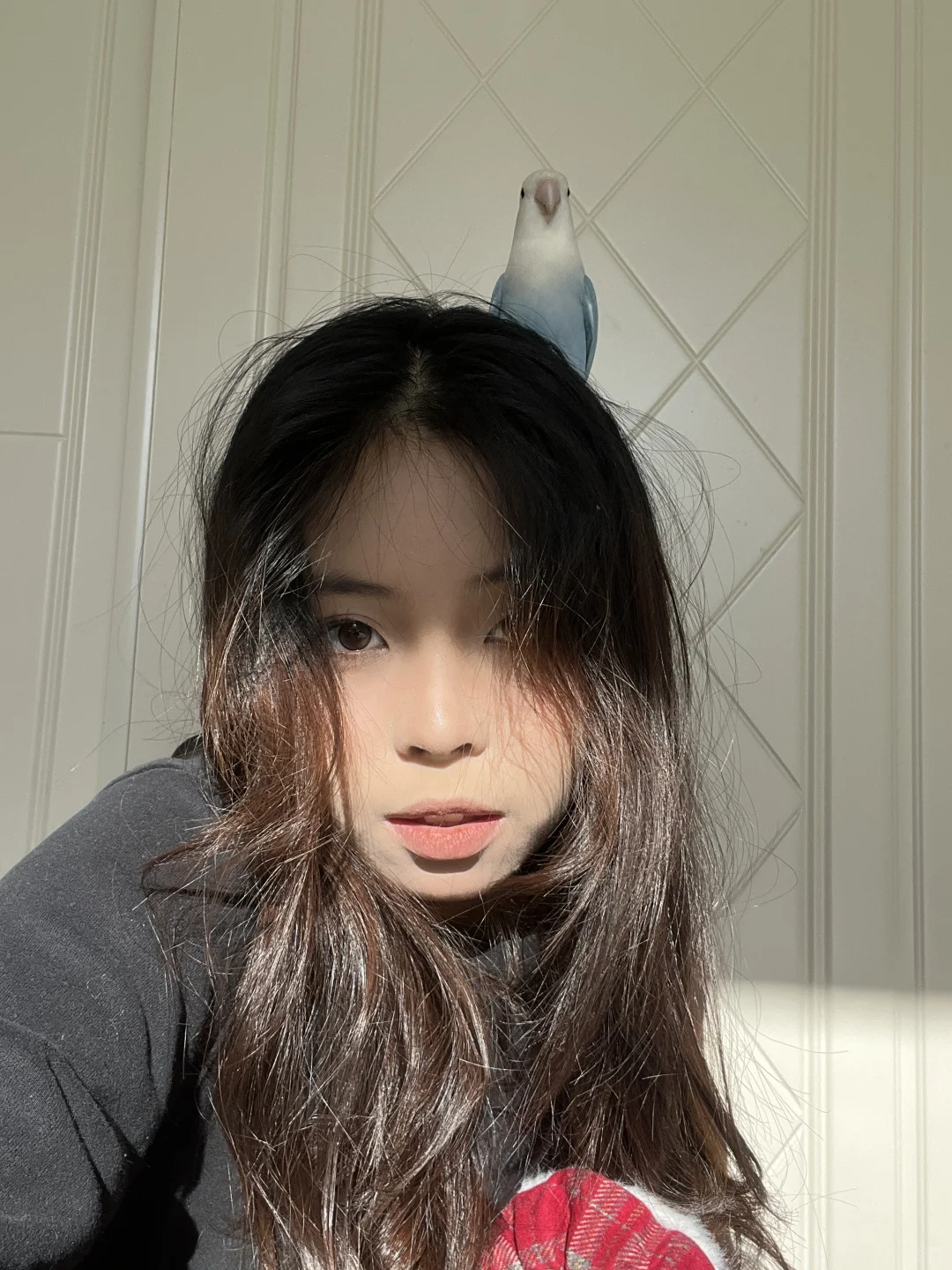 养鸟人都有同款发夹吧～发出来看看