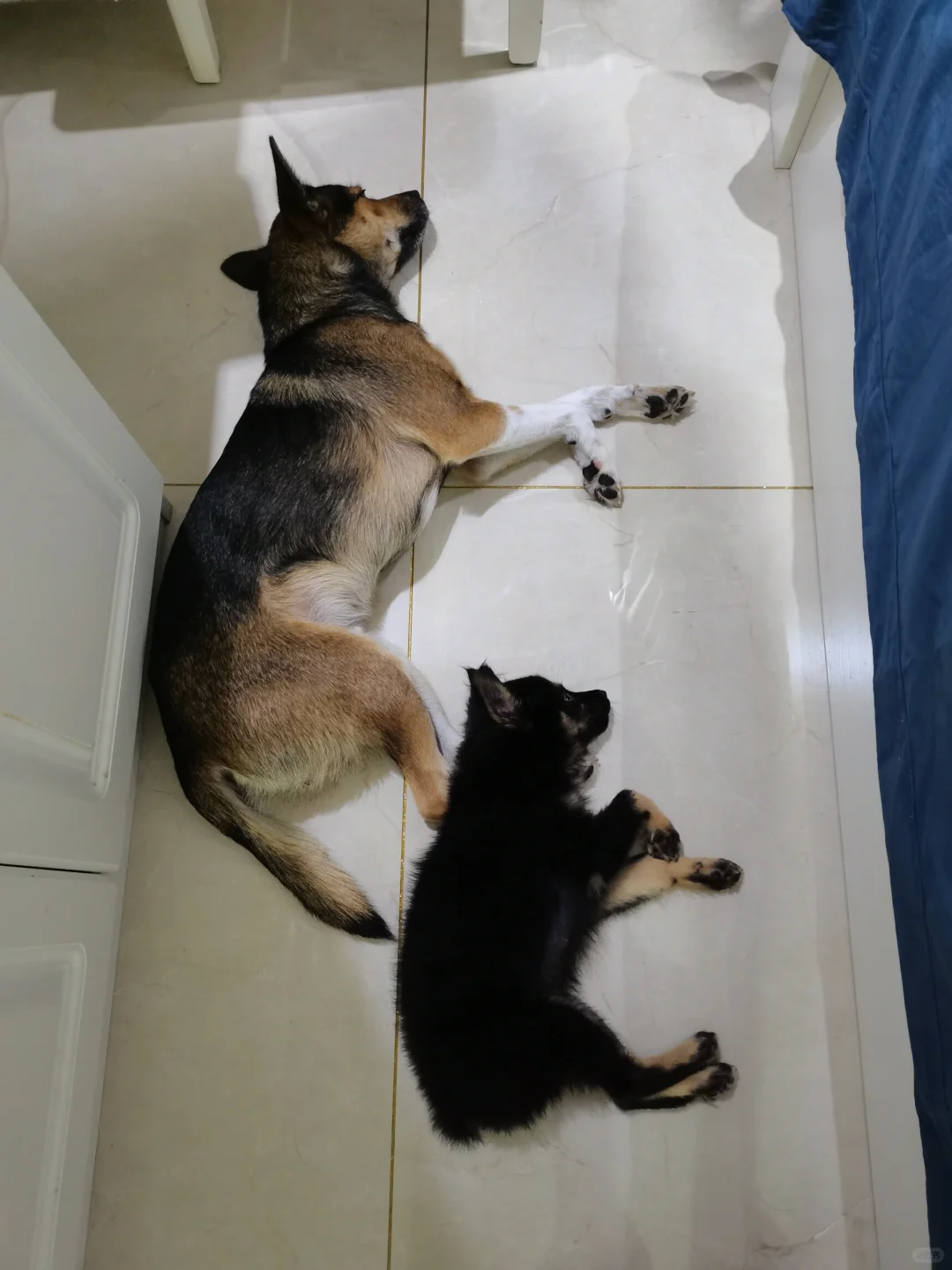 一只每天都要和哥哥贴贴的小狗