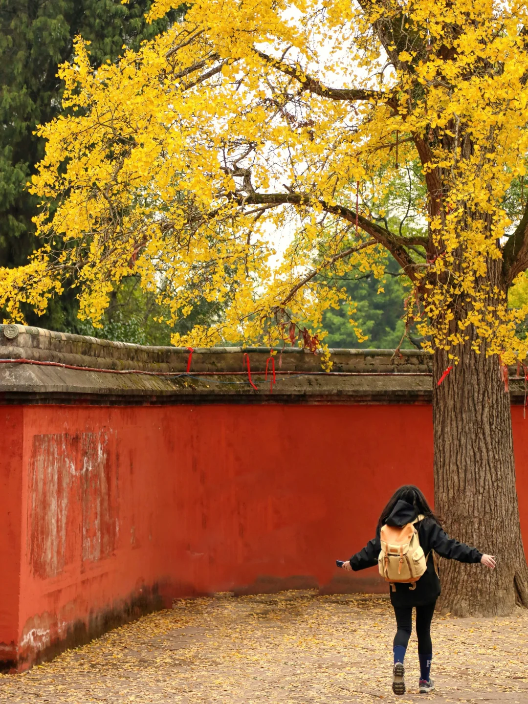 成都1h | 🍂徒步赏银杏！来这个千年古寺！