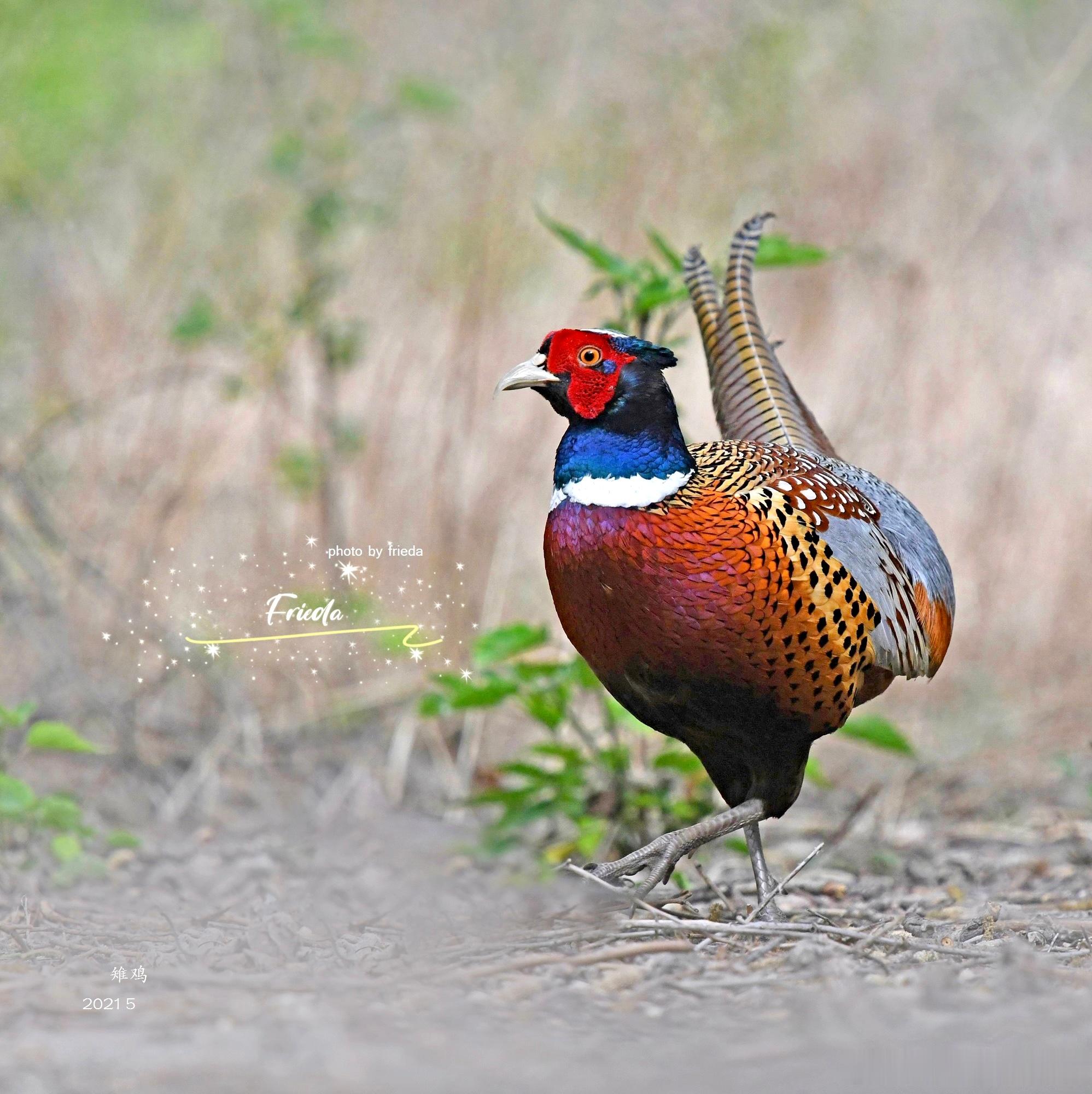 早上好！雉鸡 Common Pheasant 