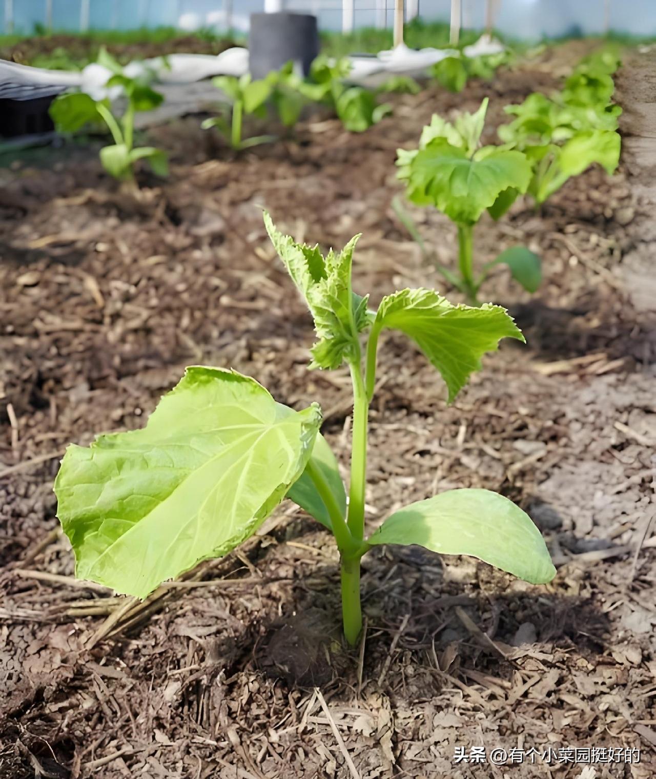 夏季二茬黄瓜种植妙招

春茬黄瓜陆续收尾，抓紧整地定植夏茬黄瓜，全程只用腐熟农家