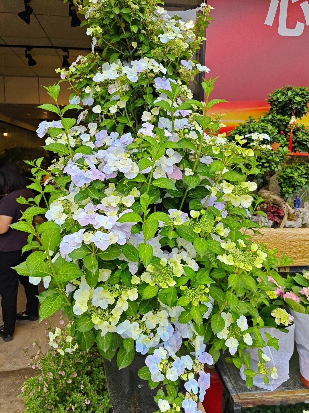 珍惜每一次偶遇的缘分，无数花，很多好吃的好用的，不求都拥有，只愿曾停留。 