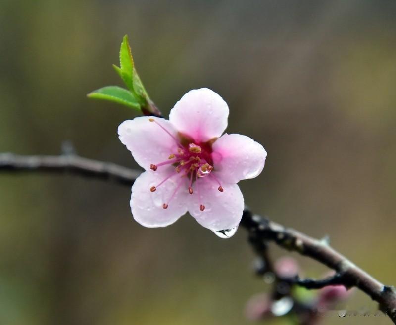 上联:当年约酒桃花下;
下联:今日登门柳巷边。
对下联 友友请邀下联 友友请邀对