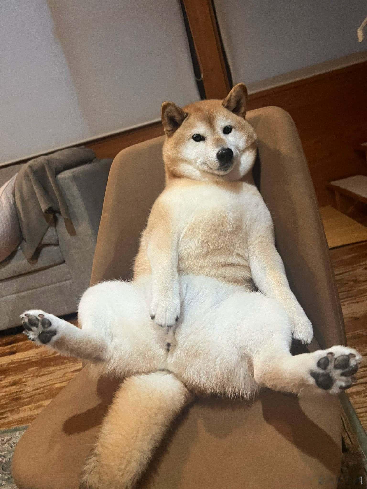 柴犬大佬上线🛋️往椅子上一瘫，四脚敞开这坐姿比我还会享受，小日子过得相当惬意✨