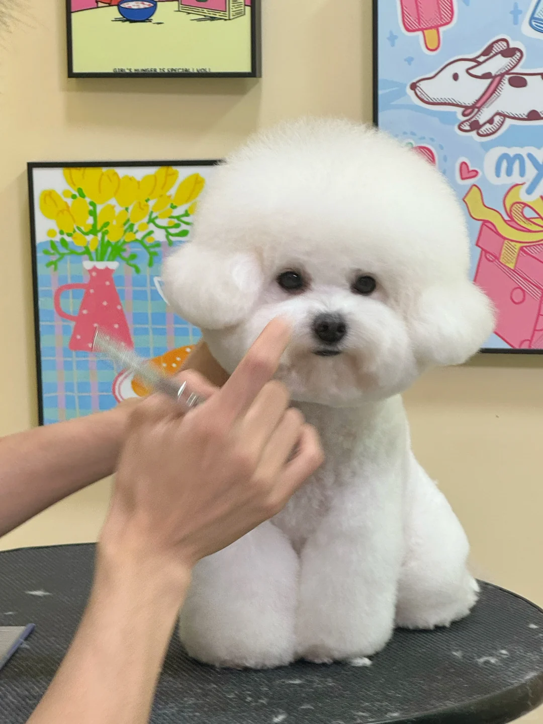 又是撑头小狗啰