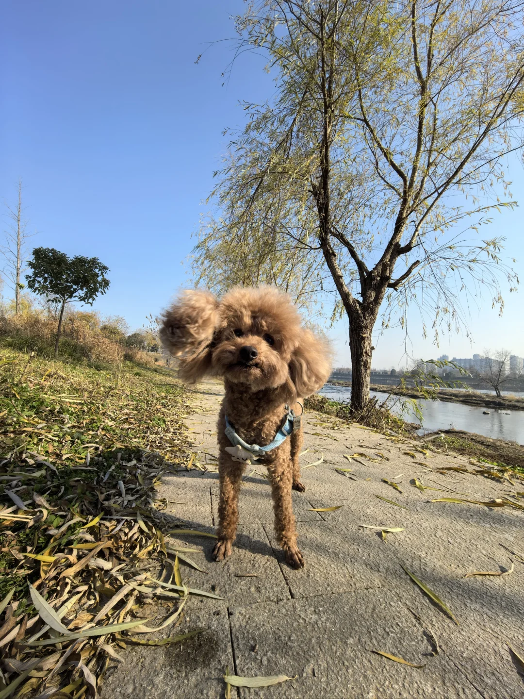 2025年小狗也要健健康康别吃屎尖尖啊