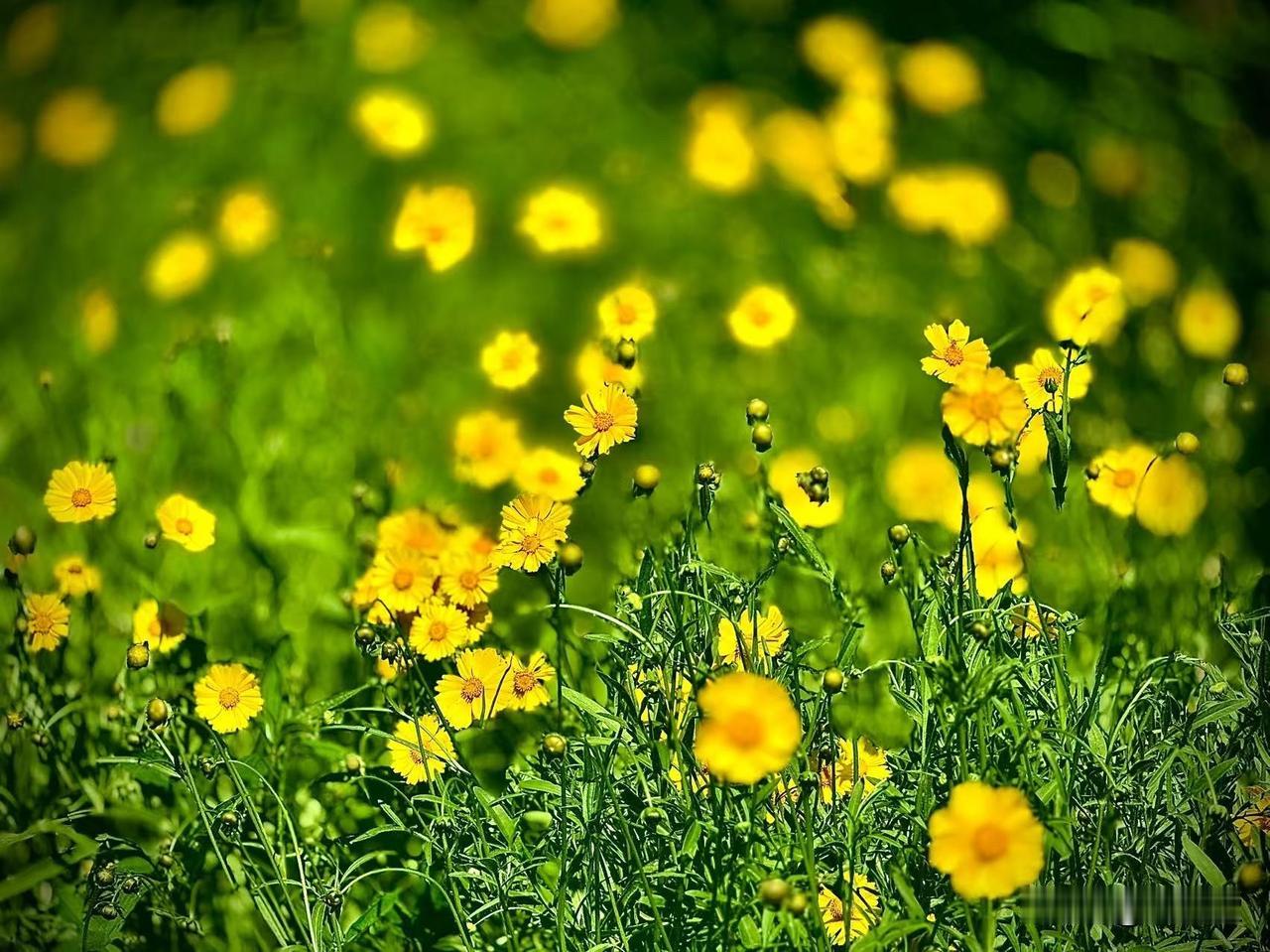 繁花匝地
        （原创）


初夏时节，飞絮濛濛
繁花匝地，铺就浅浅的