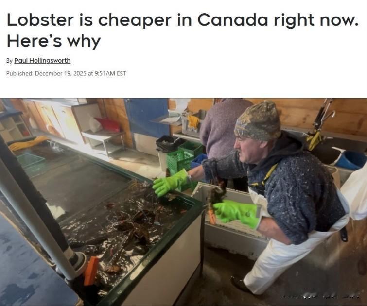 加拿大圣诞季龙虾便宜了，价格下跌近20%！

临近圣诞节，新斯科舍省龙虾价格明显