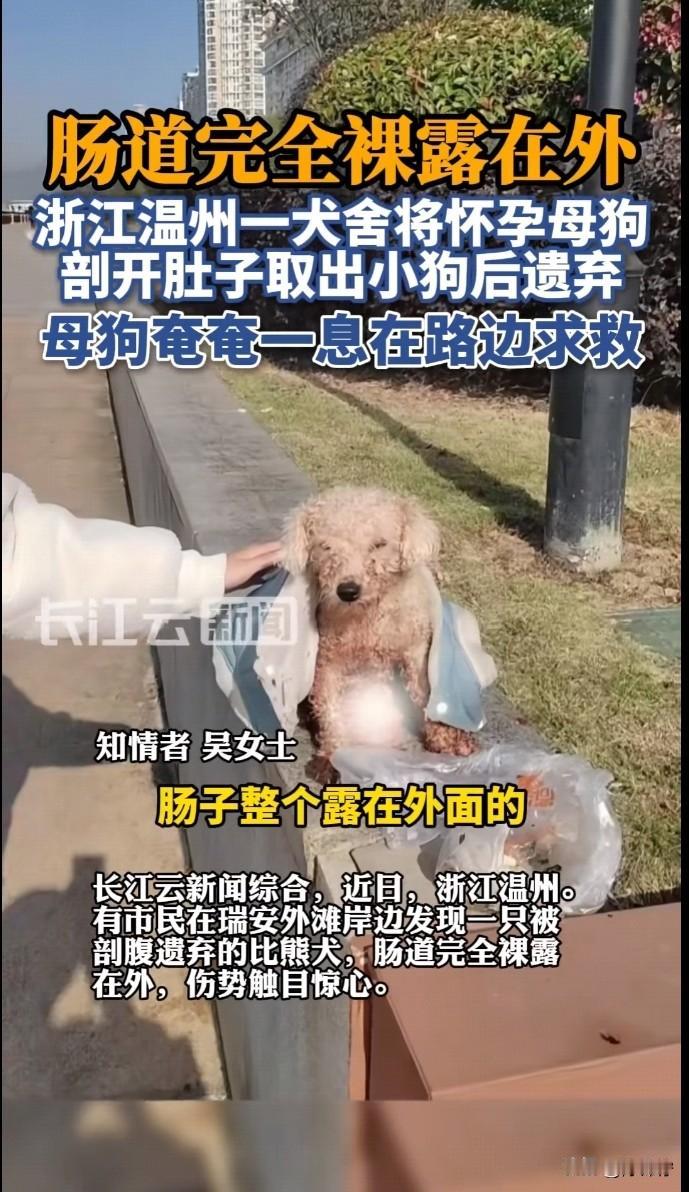 实在是太残忍了，都不忍心看！一犬舍为了自己利益，竟然活剖怀孕小狗！浙江温州瑞安外