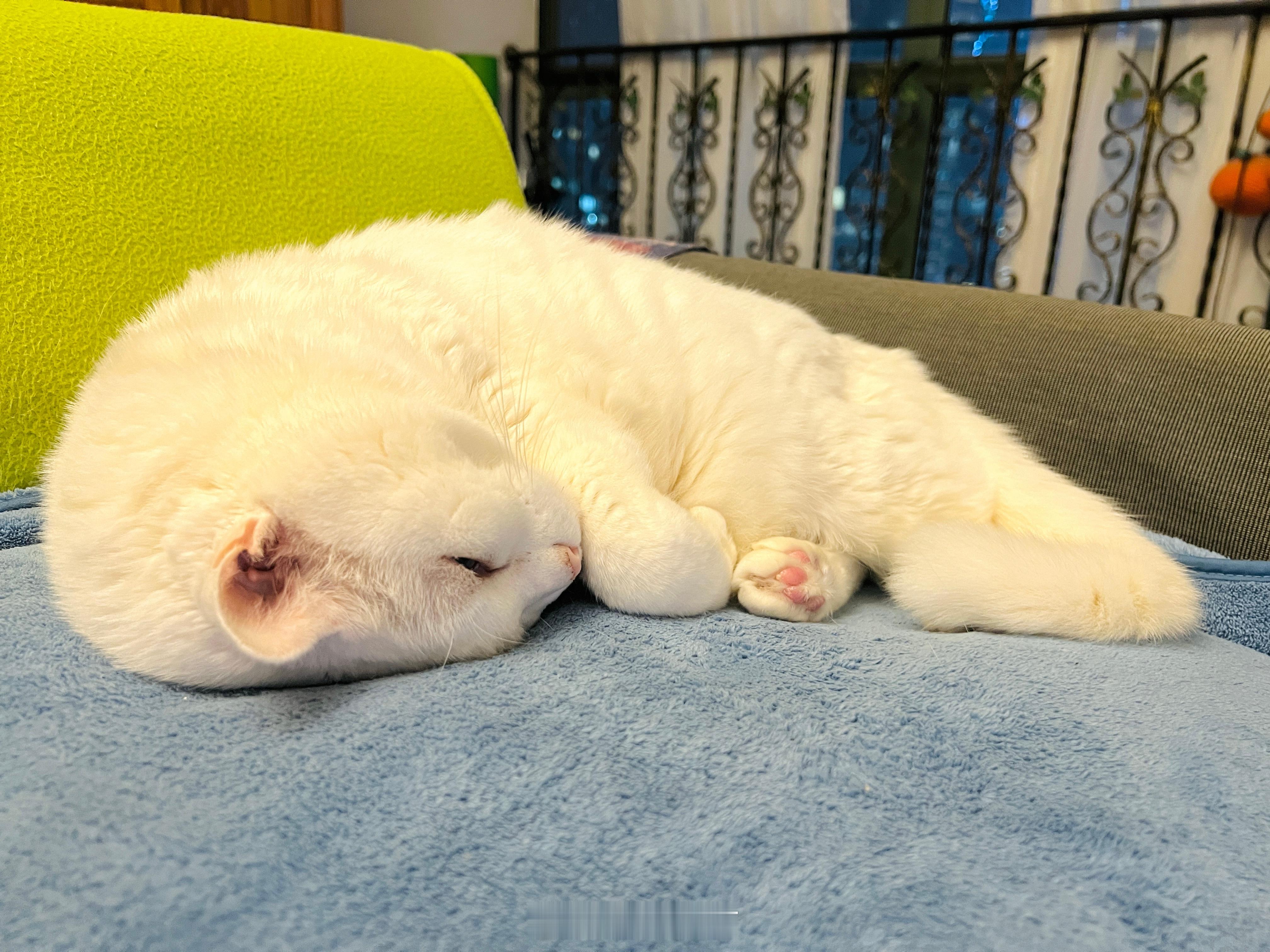 都在假睡。 ​​​