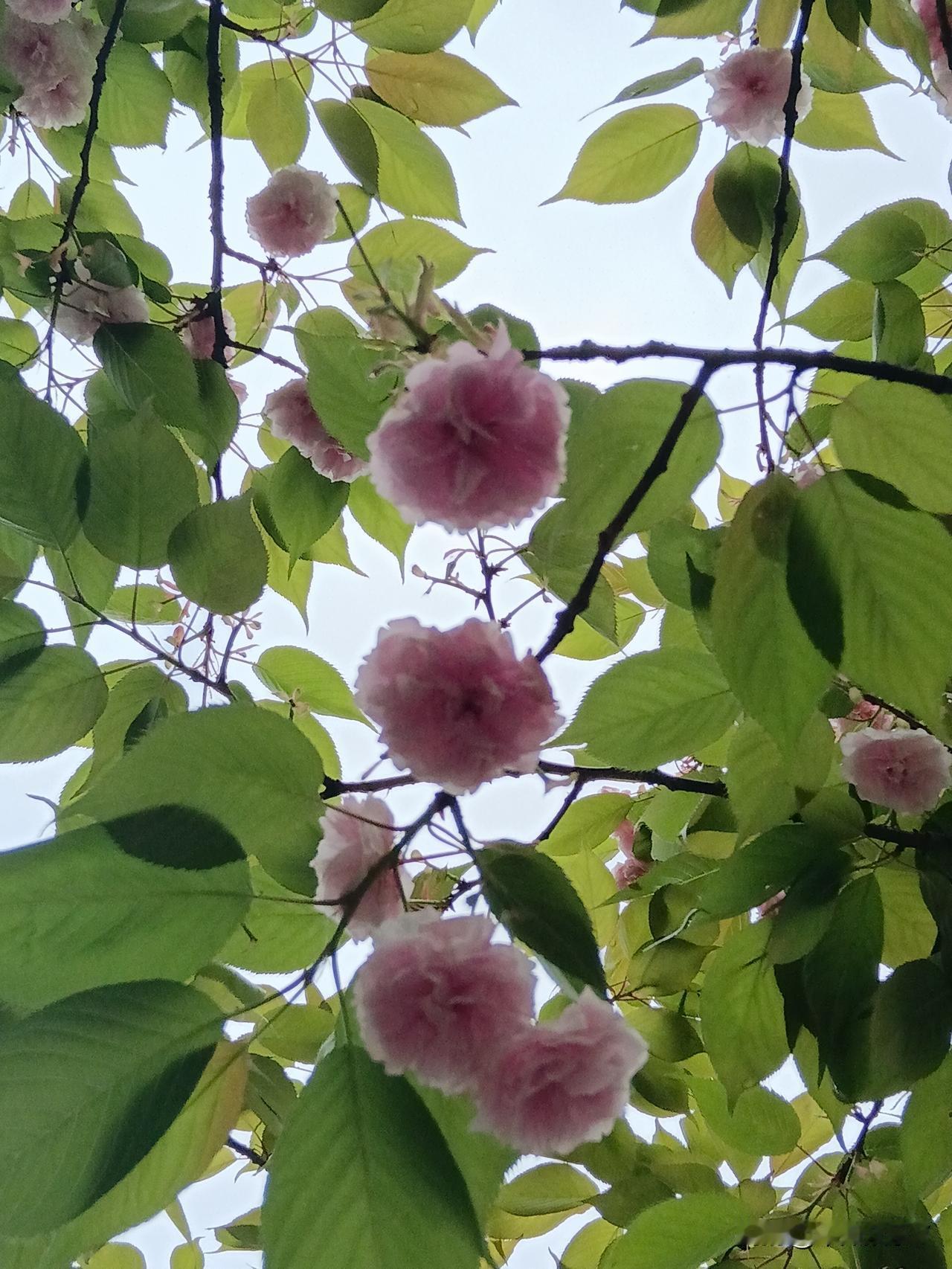 真无奈！

买到这样的股票，耶稣来了都救不了！

我一个朋友最爱炒低价股，都是5