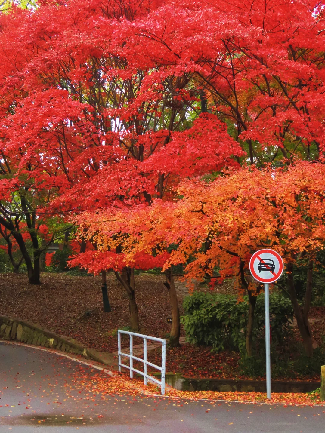 12月5日实拍‼️中山植物园红枫岗周末可冲