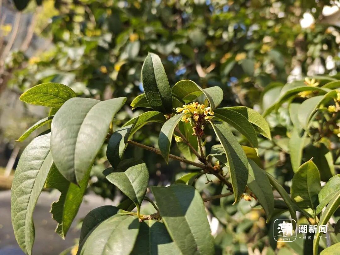 冲25℃！浙江今明再升温！下周“速冻”：强冷空气、大风、雨雪