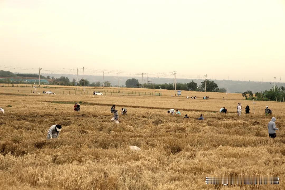 【这才是真正的“将学问搬到田间、将论文写在祖国大地上”，点赞[赞]】据@西北农林
