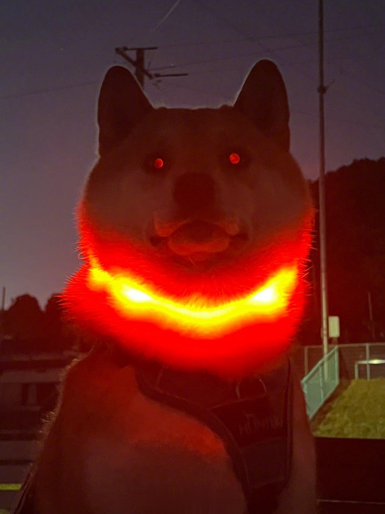 戴上夜光项圈的狗狗👹——关于前世是魔王的我转生成狗的那档事[doge] ​​​
