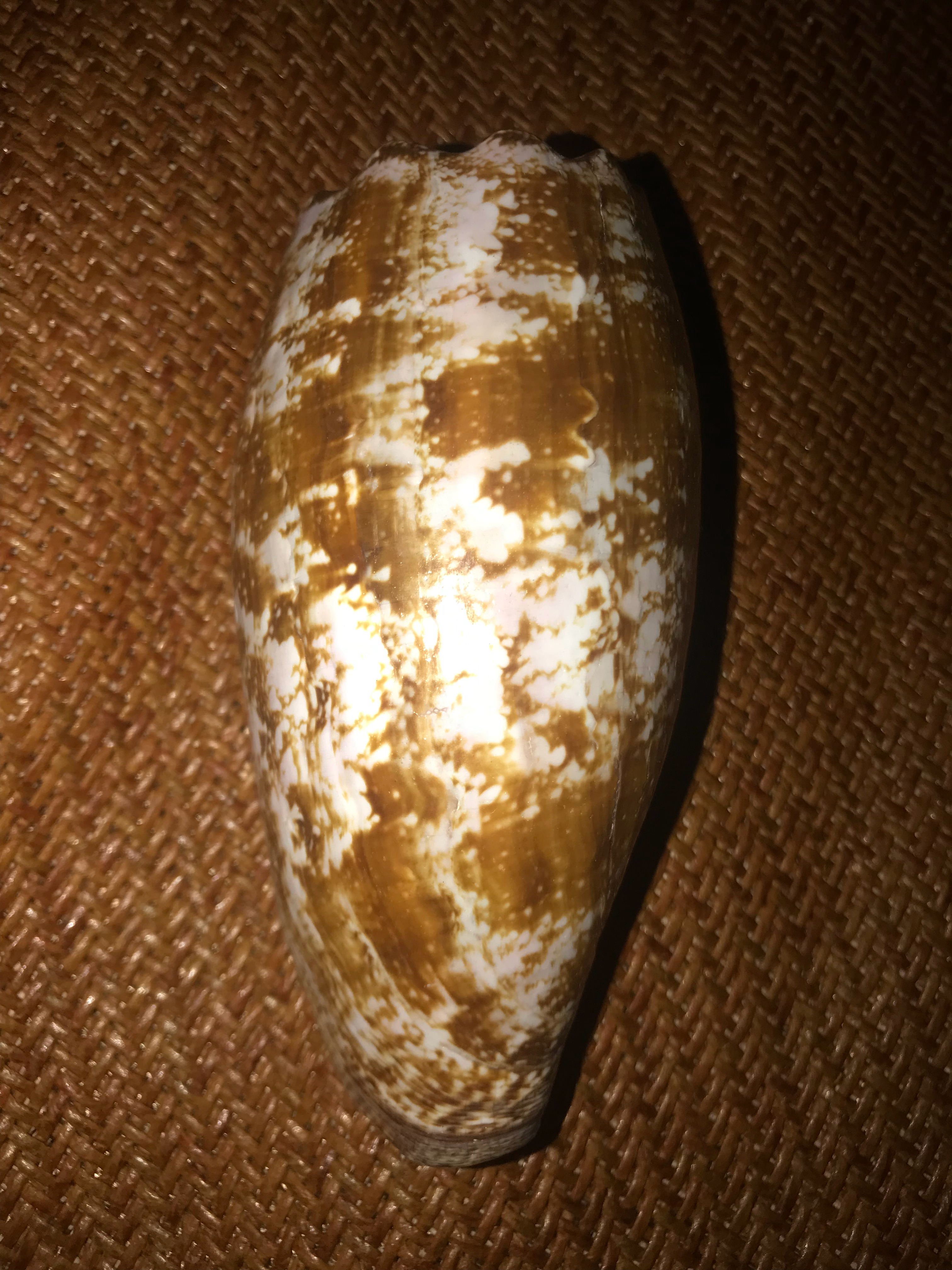 芋螺当中的恐怖杀手——地纹芋螺Conus geographus，这类芋螺有个更广