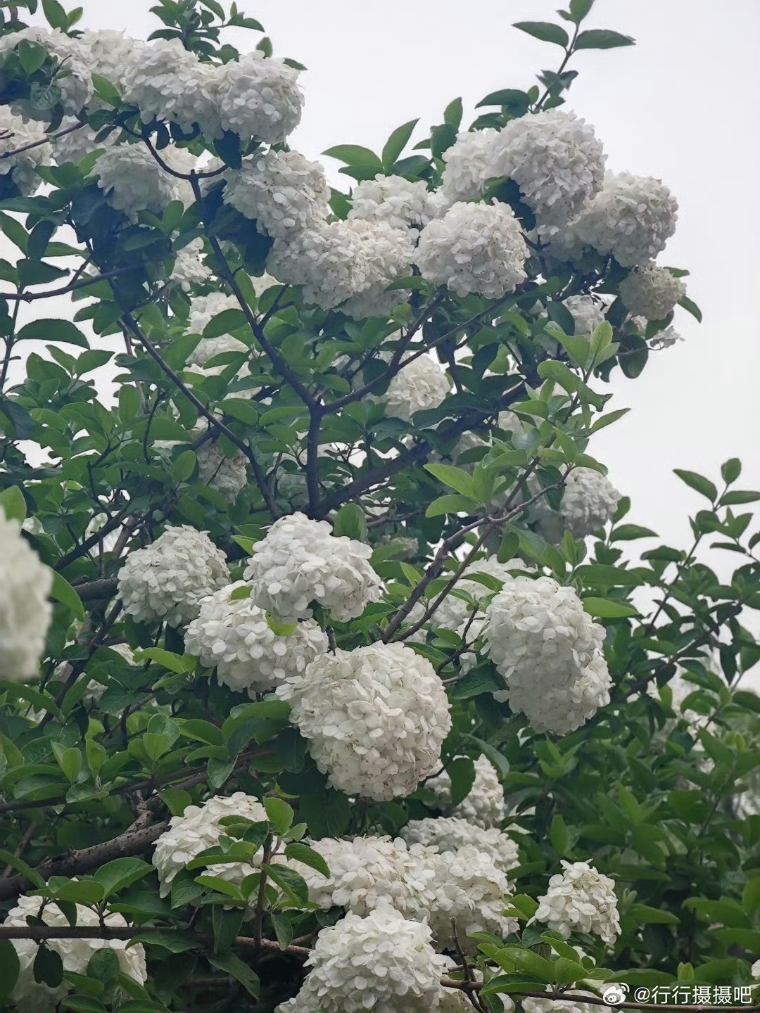北海公园绣球开 摄影北京·北海公园