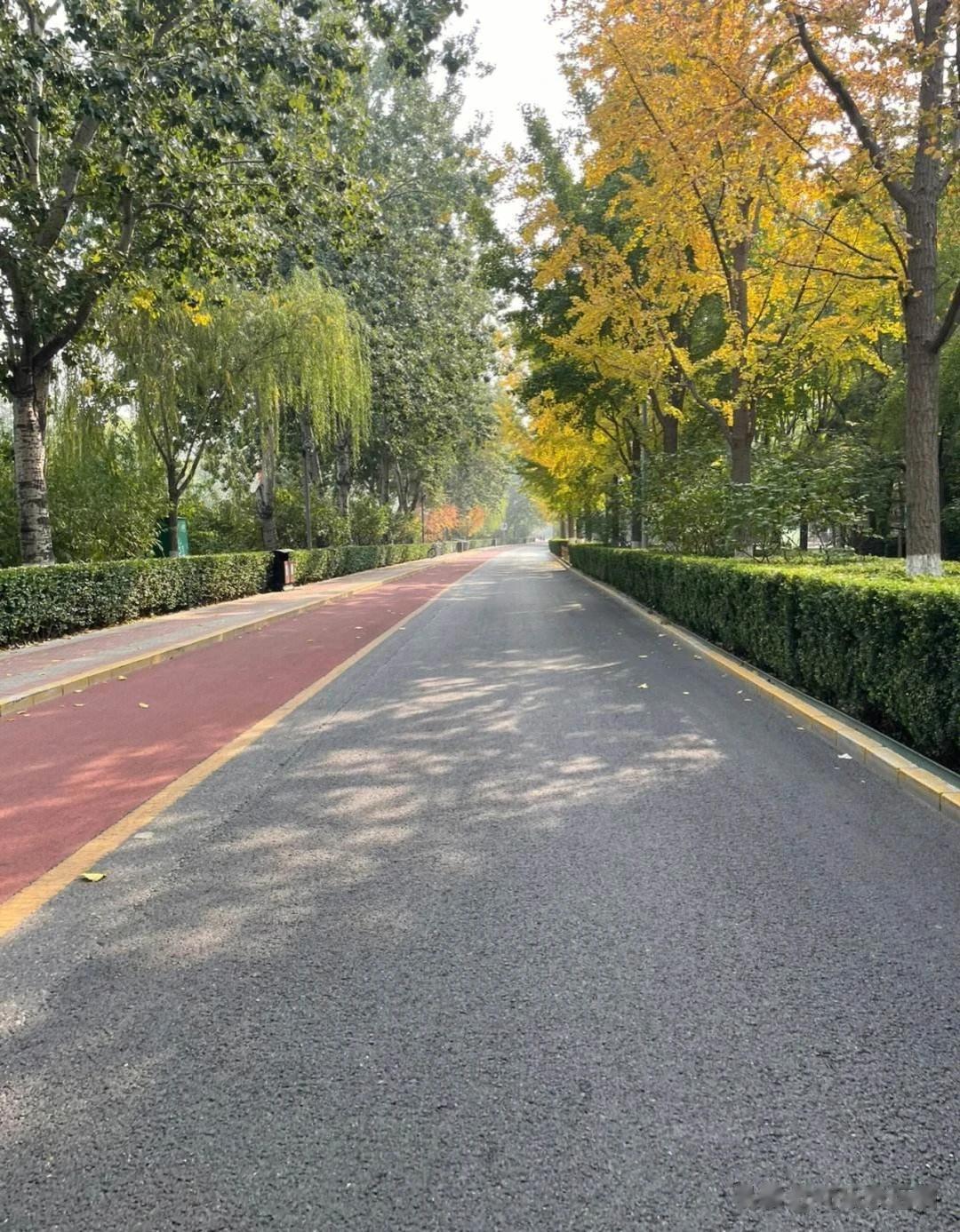 发现这里的树叶都开始黄了，金黄色的叶子一片片慢慢飘落的时候真的好美。这一整条路很