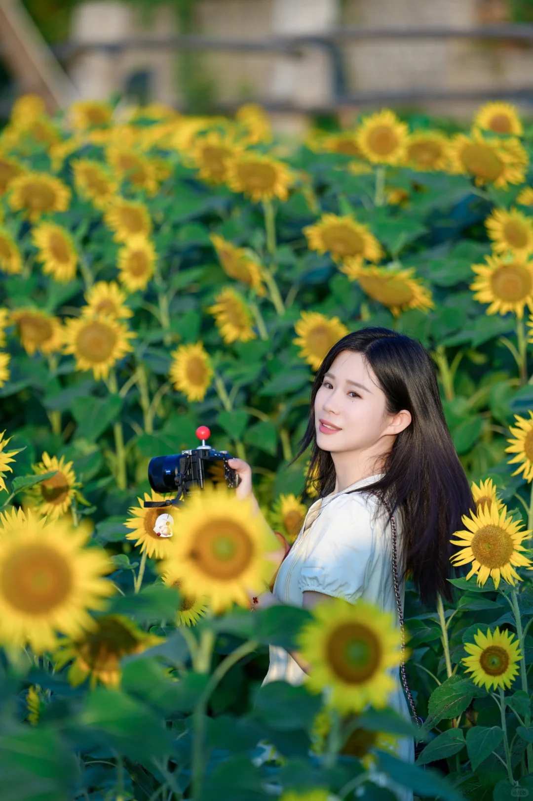 这个农场的向日葵🌻太适合人像了❗️