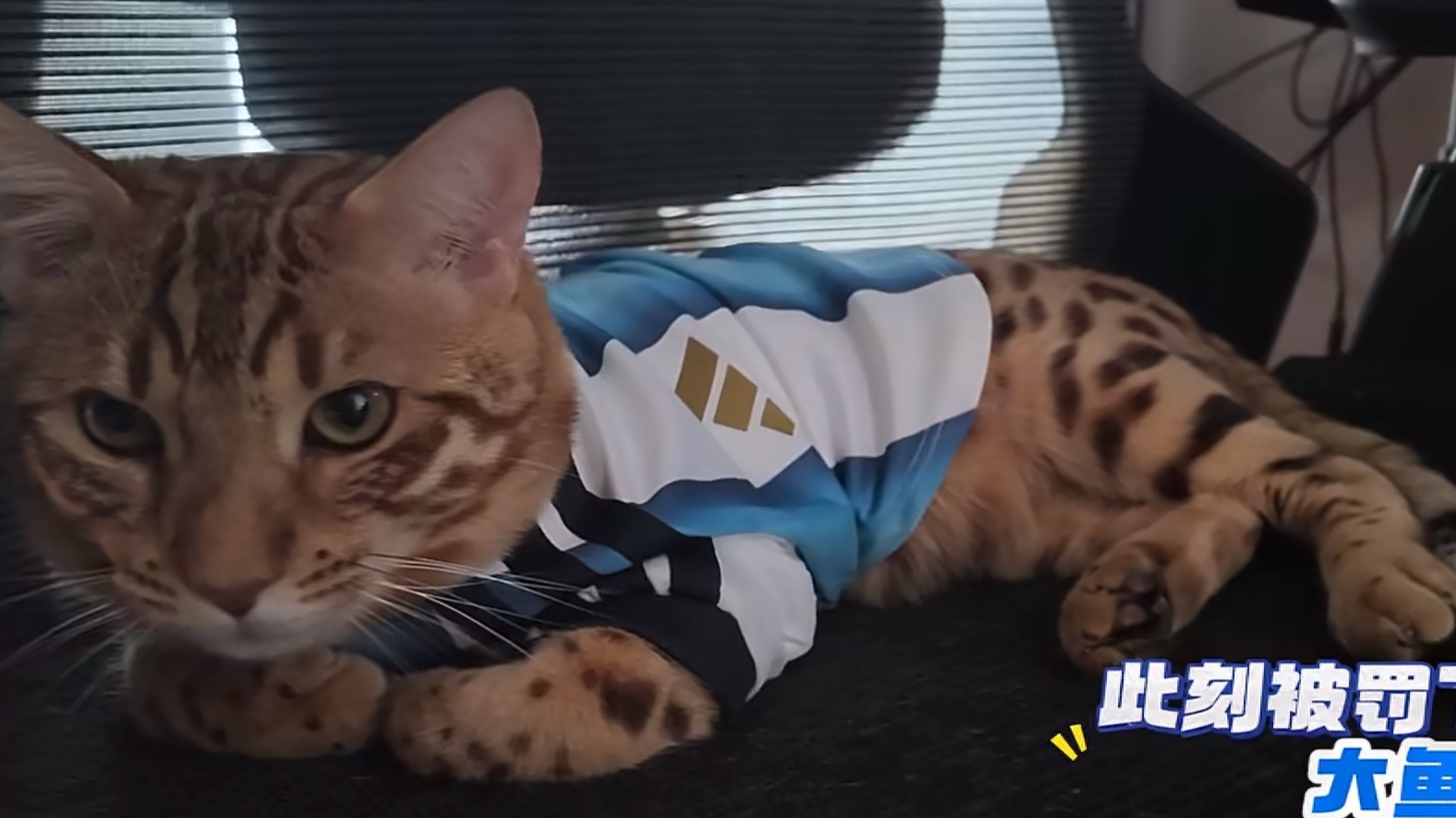 duang大个猫脸 