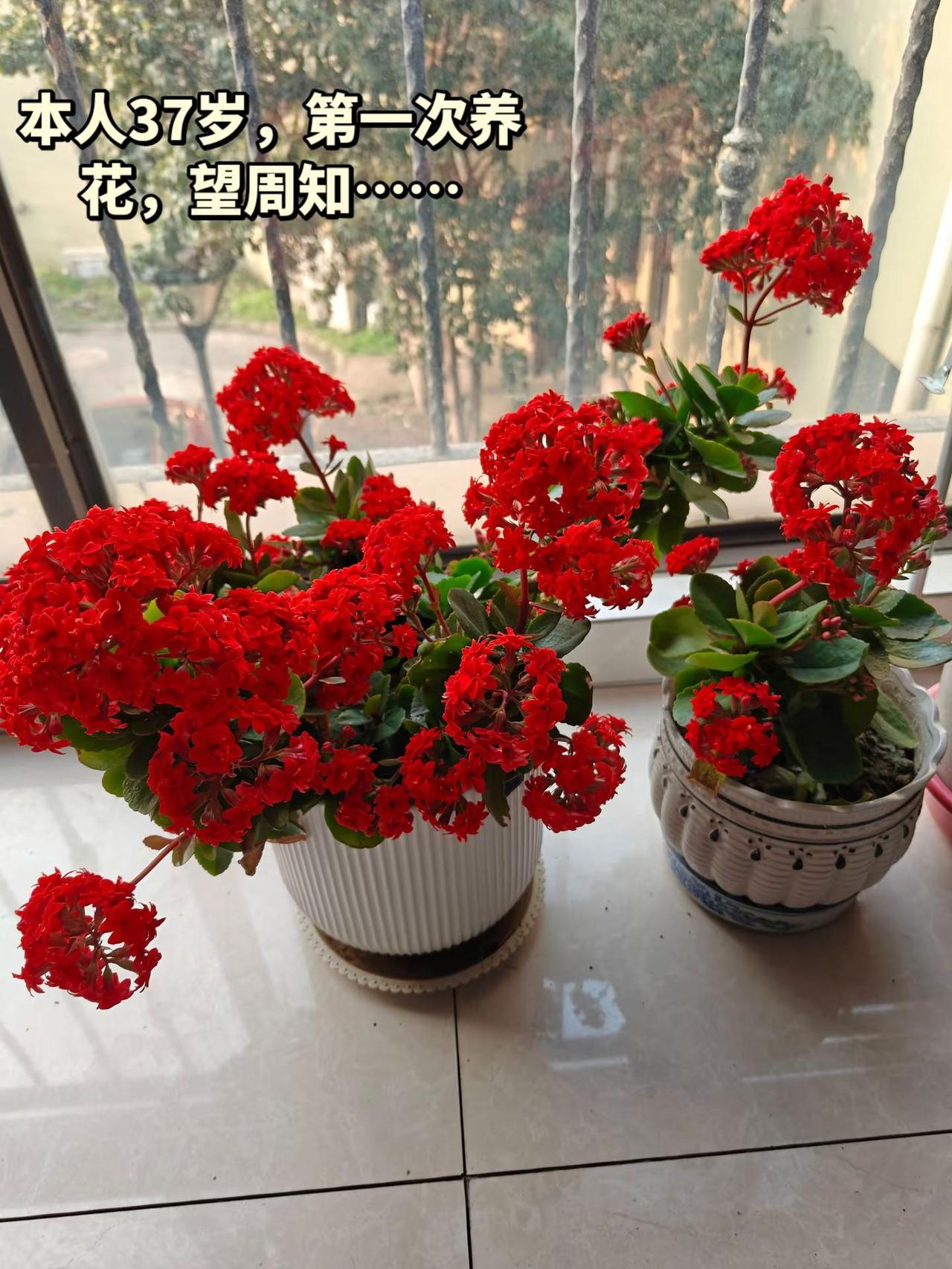 本人37岁，第一次养花，望周知……我要带着我养的花跑遍全！