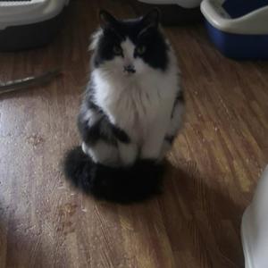 我家猫猫狗狗多多