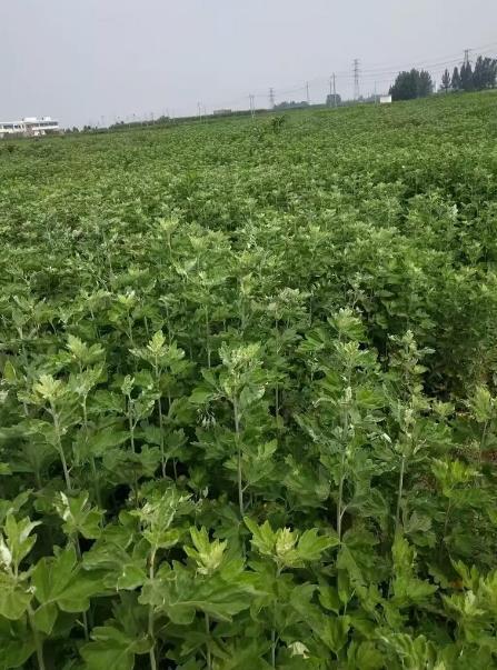 端午挂艾草是一种传统的习俗，你知道怎么挂艾草才对么？首先无论是科学上还是玄学上，