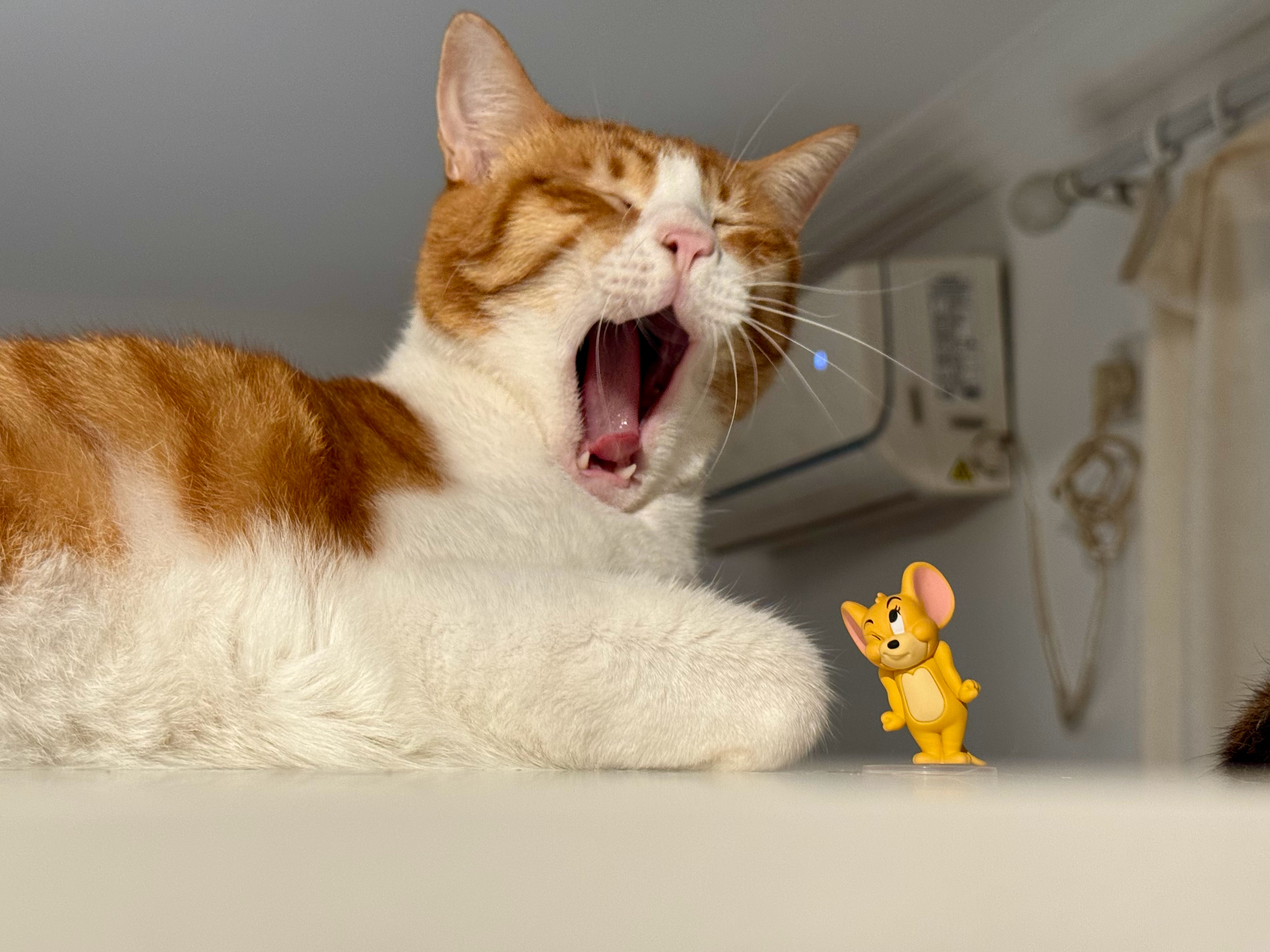 對Jerry毫無興趣🥱著名网瓷切切