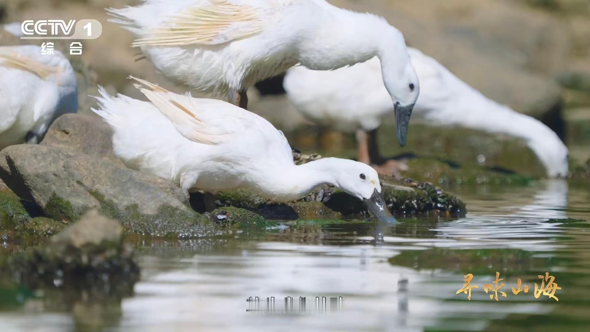 福建有种鸭越老越贵3招教你判断鸭子年龄 瘦鸭竟是营养界扫地僧！连城老鸭用18种氨
