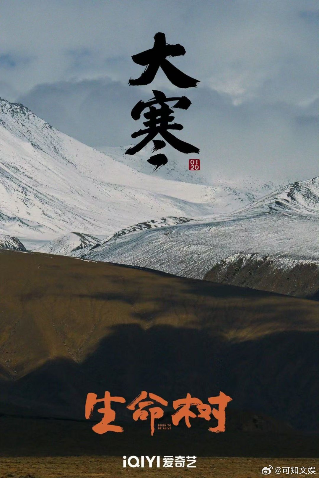 生命树大寒海报杨紫生命树大寒海报生命树大寒海报，好看，