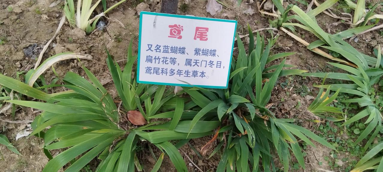 发现自然之美：蓝尾蜻蜓的栖息地
