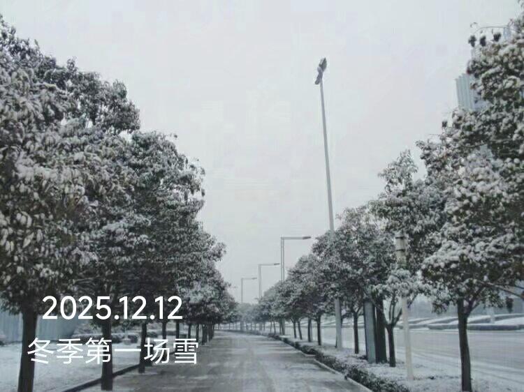 郑州盼望已久的冬雪，
终于在今晨悄然飘落。
起初是细碎的雪粒，
窸窣地敲着窗，
