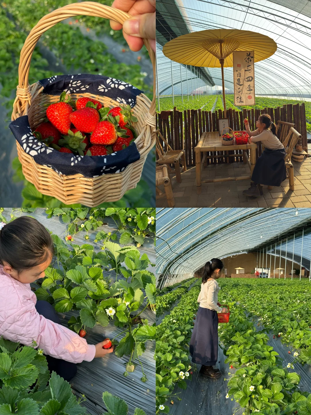 潍坊🍓采摘 | 新鲜出炉无滤镜的草莓采摘园