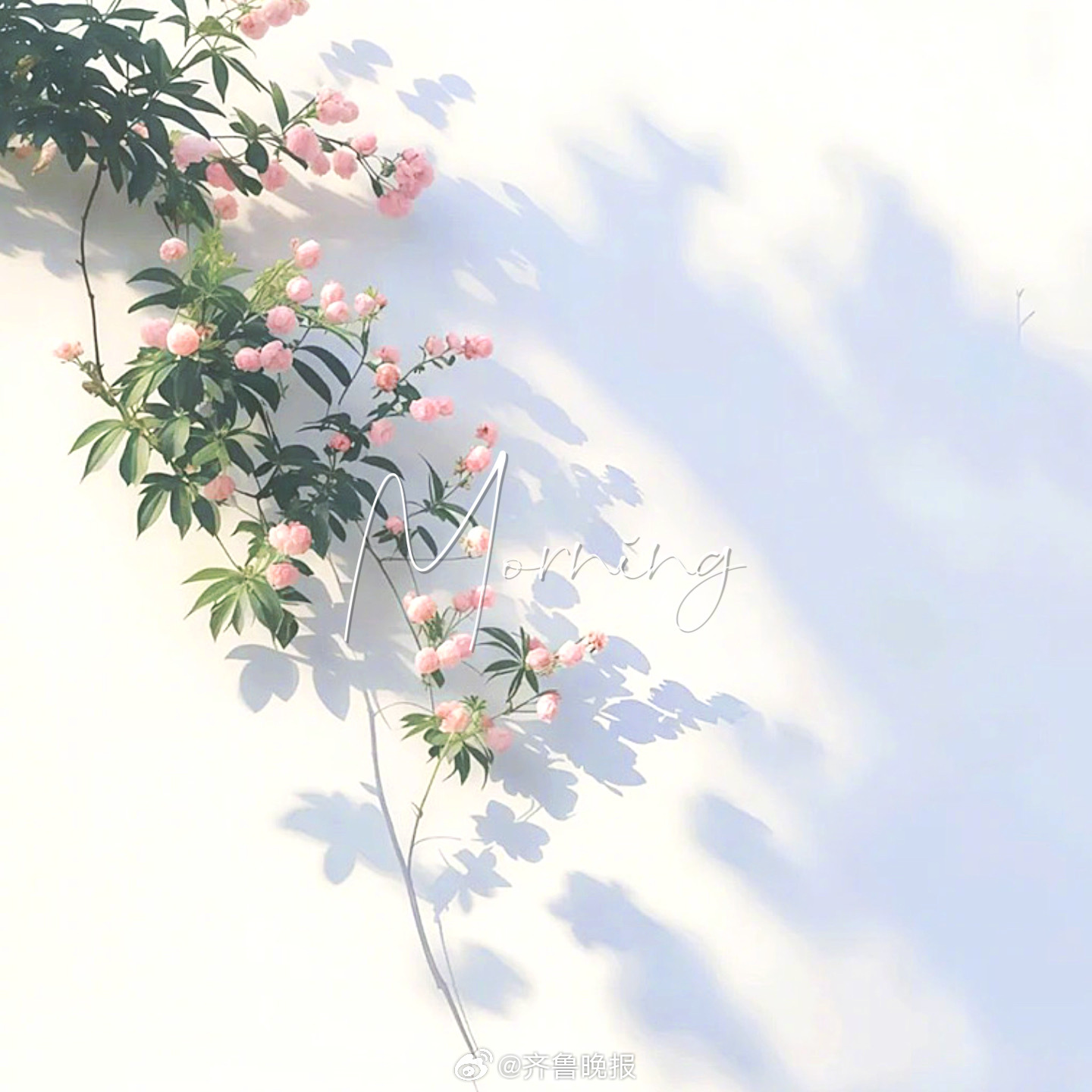 清晨的风裹着温柔愿你今天自在松弛#早安#