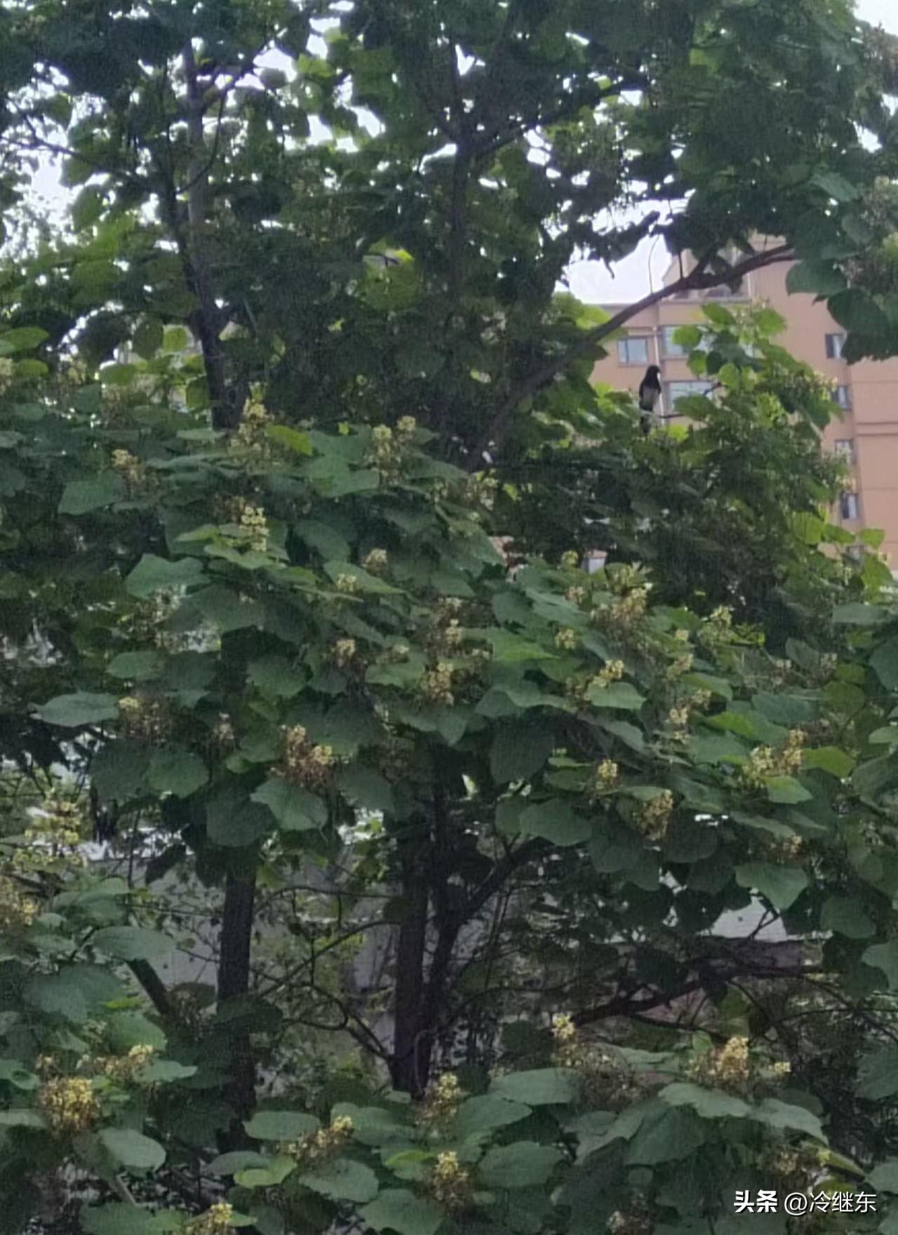 接天碧
喜鹊登枝鸣叶丛，
掩映琼楼愈葱茏。
无穷夏韵接天碧，
请续句……
（灿烂