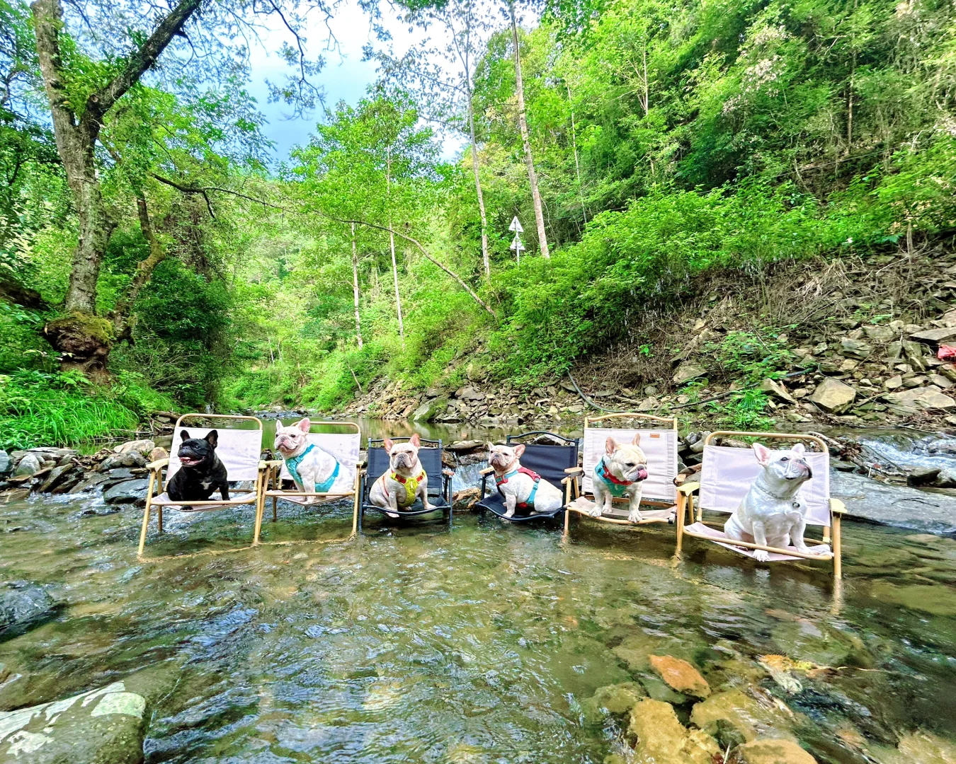 人生不是旷野，狗生才是
