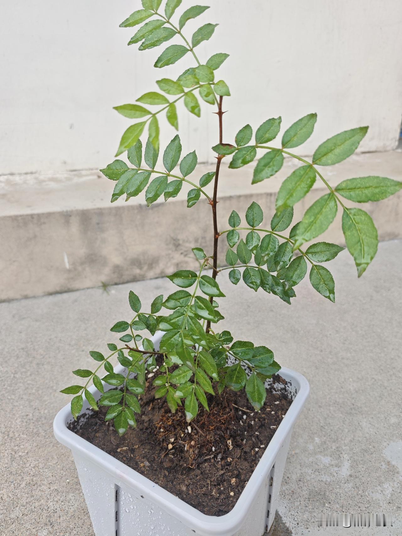 识得此物者必是高手

院子里的一棵植物，我看它形似猴子，大家别误解，我这里说的猴