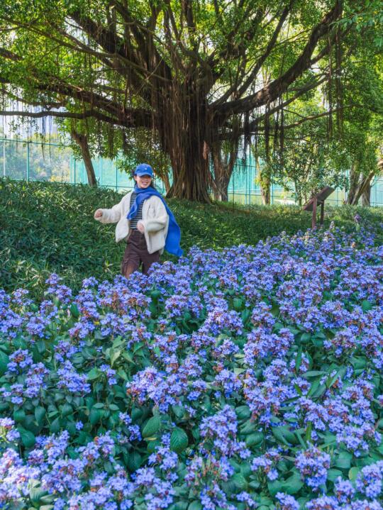 不止深圳湾！这条赏花路线才是真的绝😭