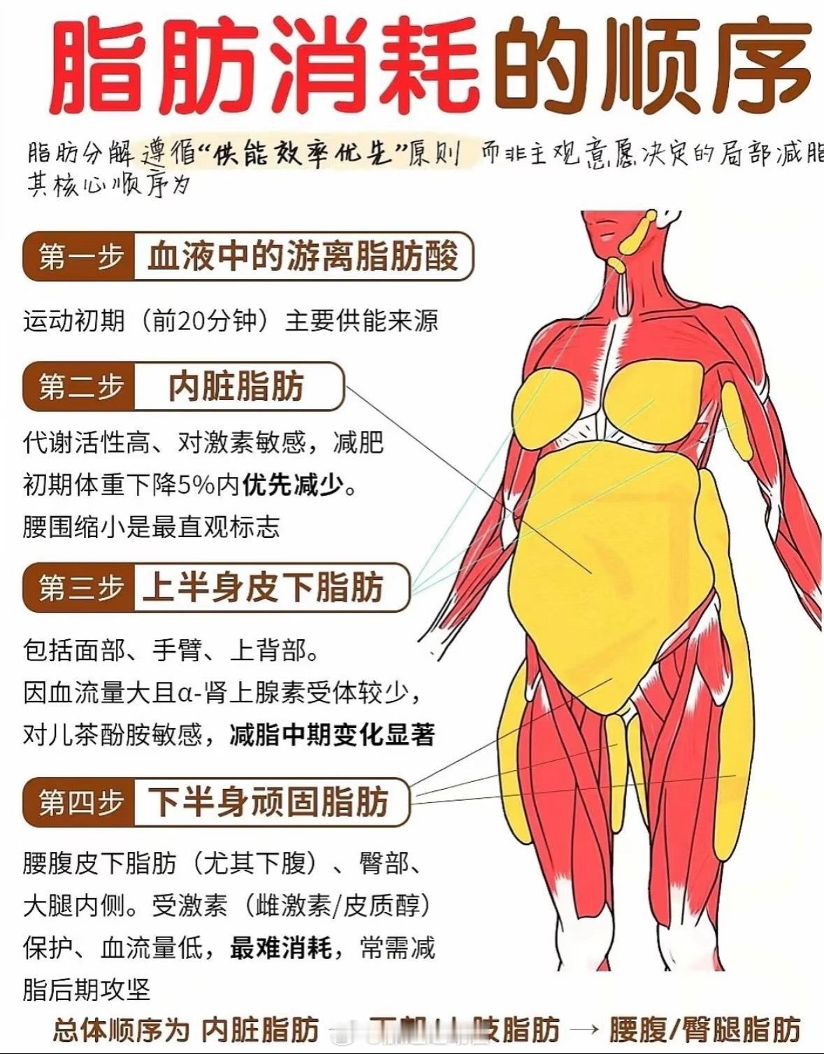 带你了解脂肪的消耗过程让你减脂更加事半功倍 