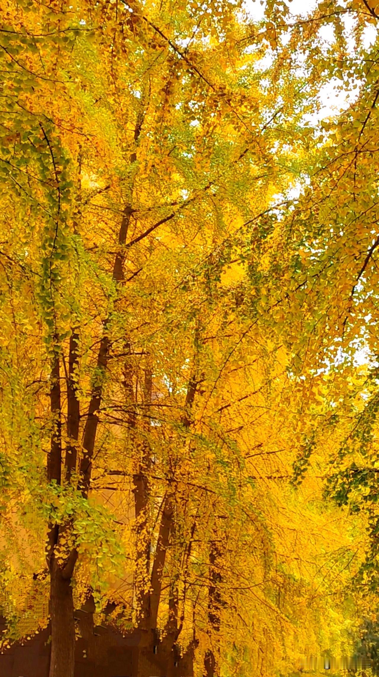 9月22日，冬日暖阳下一小区内道路两旁的银杏树已悄然披上金装，扇形叶片开始褪去翠