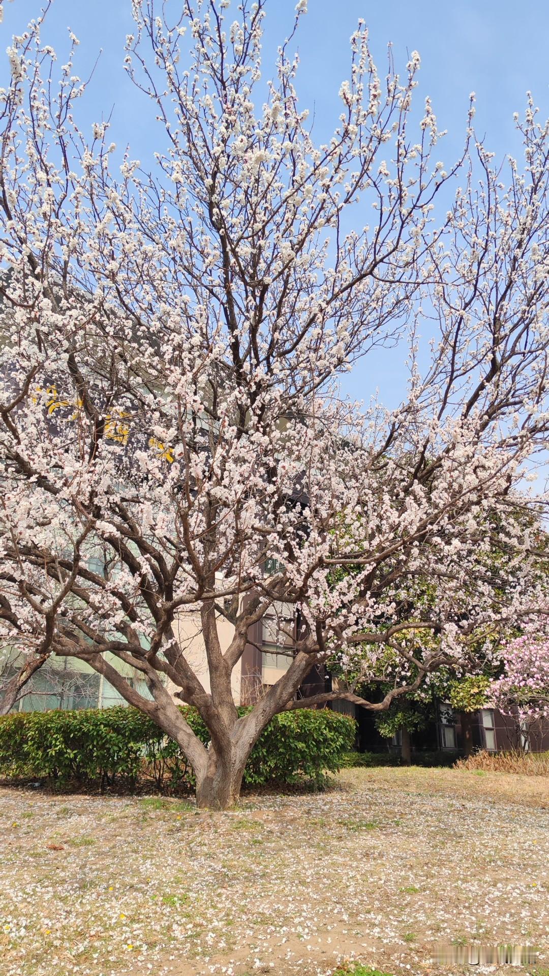 即墨方言里的生僻字：礤牚

礤牚：礤，读音擦，意思是把土豆萝卜切成丝的工具；牚，