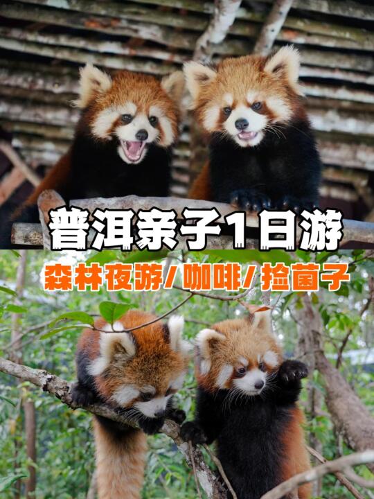 普洱亲子遛娃指南｜被隐藏的一座宝藏小城